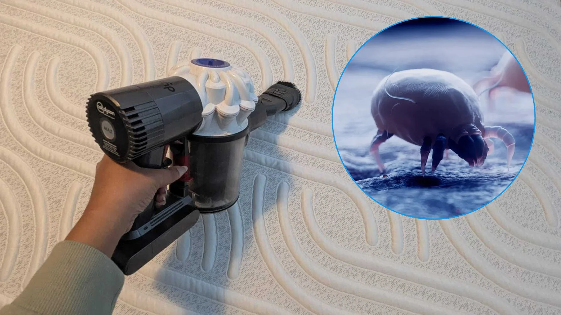 Combat Dust Mites This Fall with the Effective 2-Inch Vacuum Technique