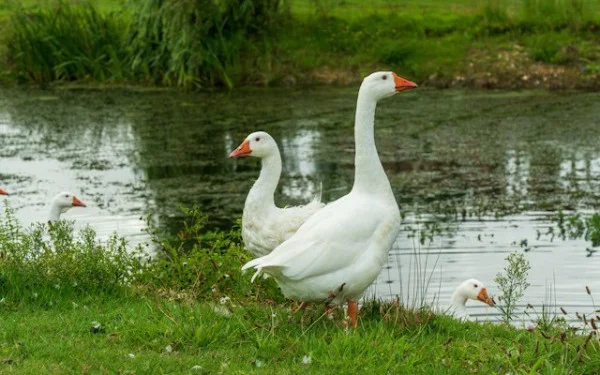 Enhancing Visibility in Enterprise Workflows: Tracing with Goose, Agentgateway, and Quarkus
